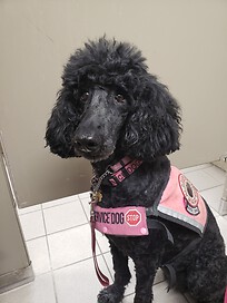 Black small standard poodle wearing a neon pink vest that says Service Dog on it. 