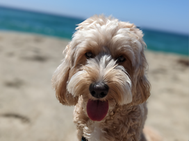 On weeks off from treatment, Quinn likes to take me to one of his favorite beaches