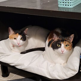 Two calicos laying on a pillow together 