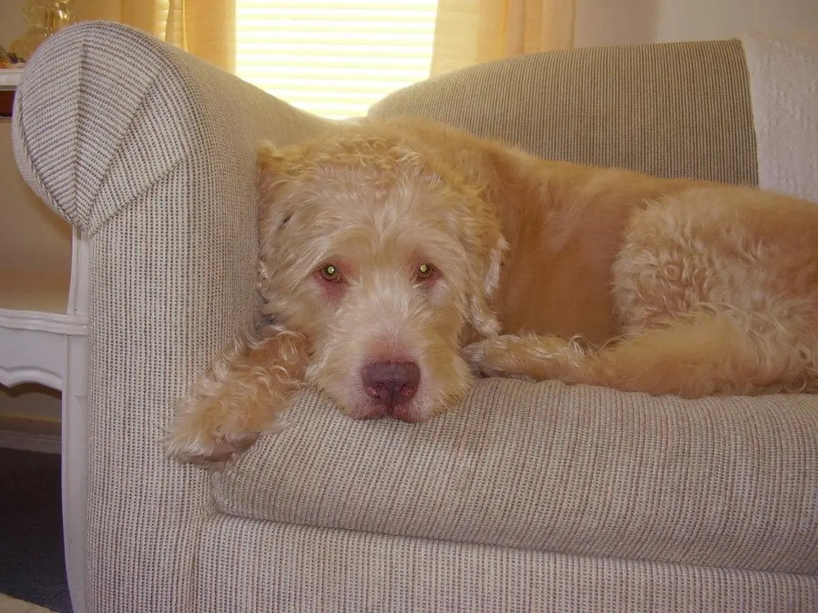 Patient Leader theresa s